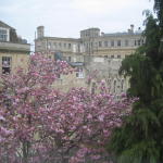 bath_blossom