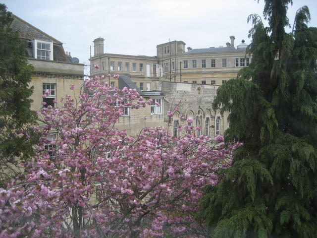 bath_blossom
