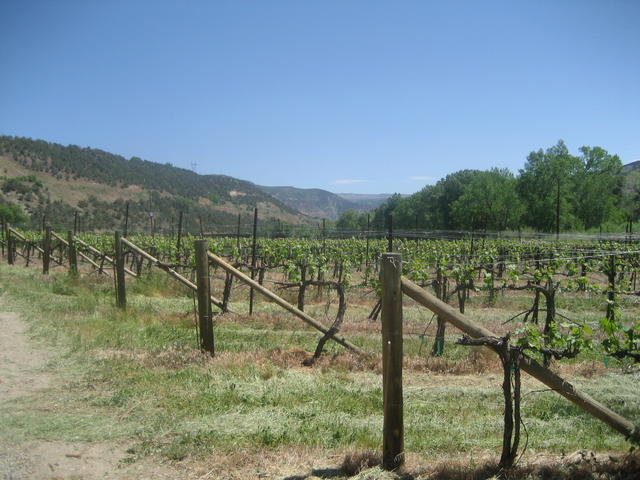 vines