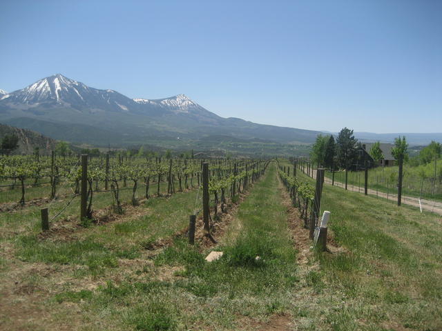 co_vineyard