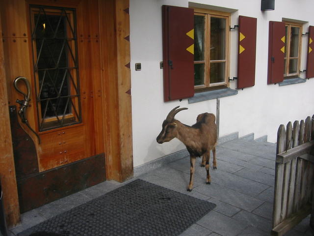 8_goat.jpg