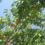 colorado_peaches