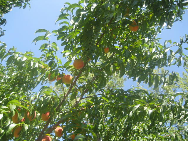 colorado_peaches