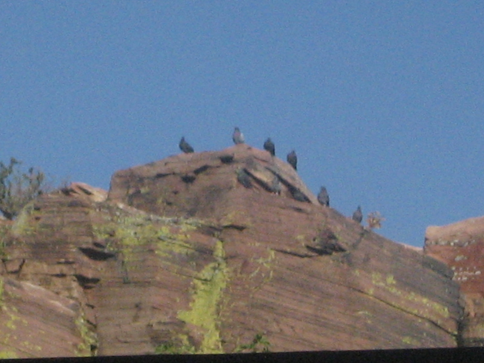vultures