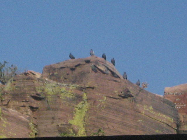 vultures