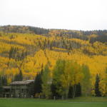 yellow_trees