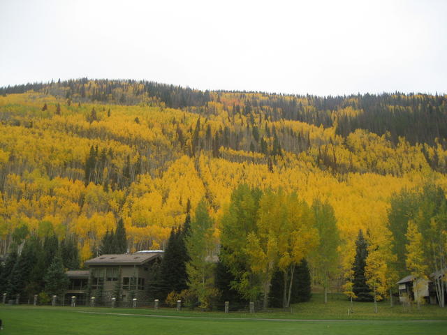 yellow_trees