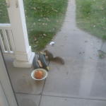 squirrel_scarfs_zucchini