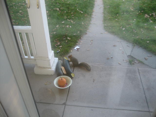 squirrel_scarfs_zucchini