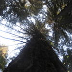 redwoods.JPG