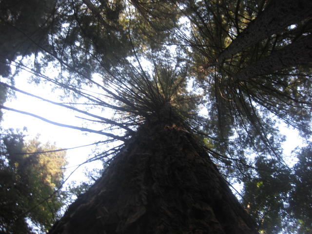 redwoods.JPG