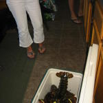 8_ice_bucket_lobsters.jpg