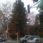 palo_alto
