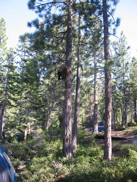 2_bear_15ft_up_tree.jpg