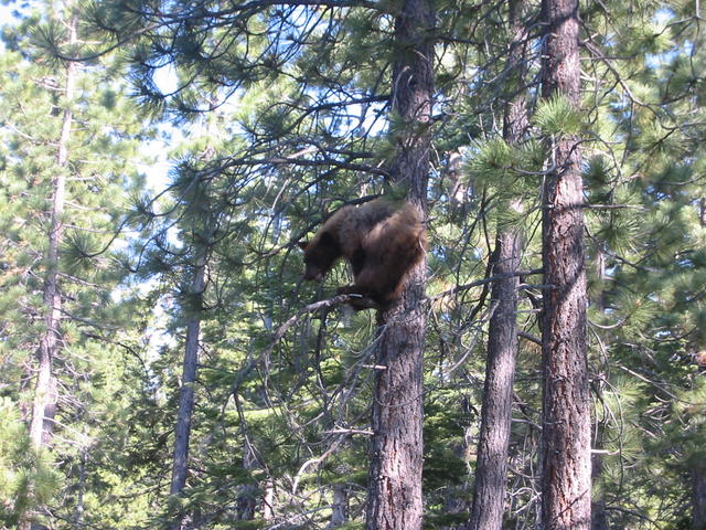 6_bear_in_tree.jpg