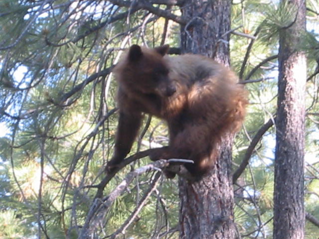 7_bear_in_tree_closeup.jpg