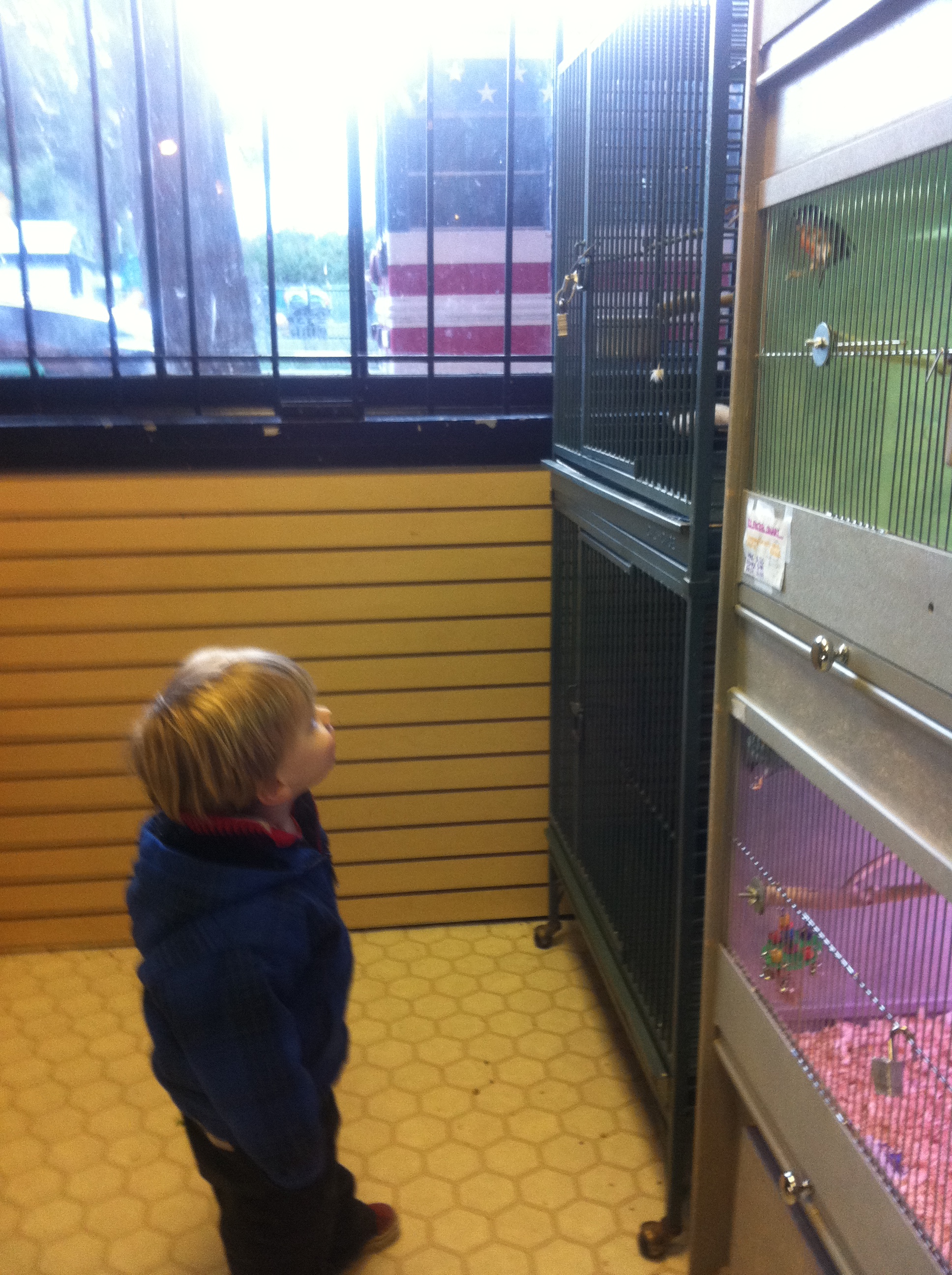 birdie_shop_curiosity