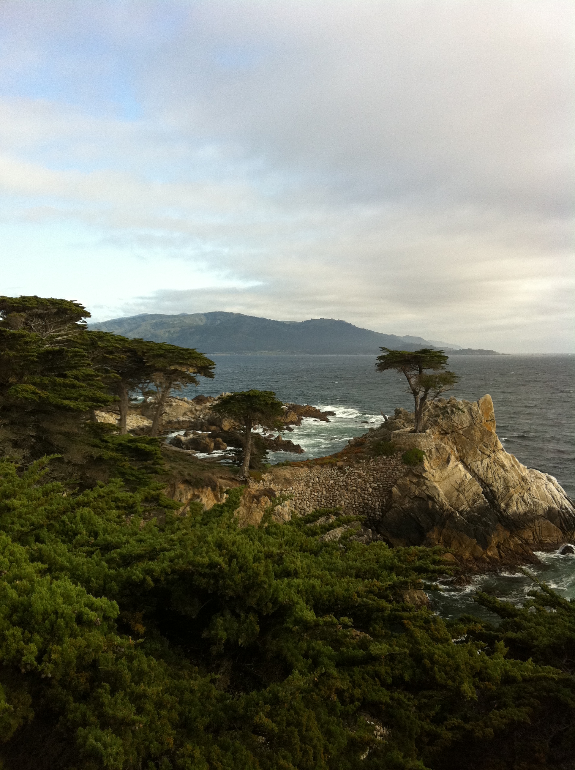 lone_cypress