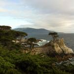 lone_cypress