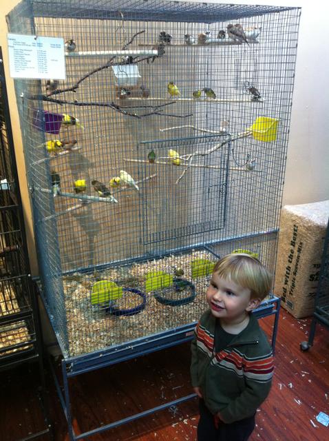 ollie_new_birdie_shop2