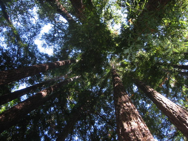 8_redwoods.jpg