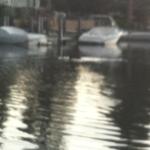 bear_swimming_in_tahoe_keys