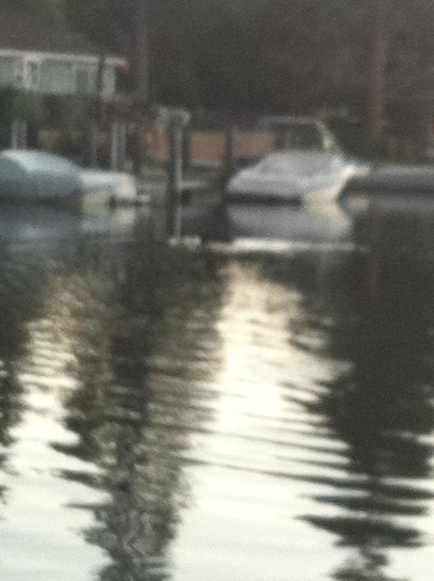 bear_swimming_in_tahoe_keys