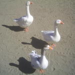 4_geese.jpg
