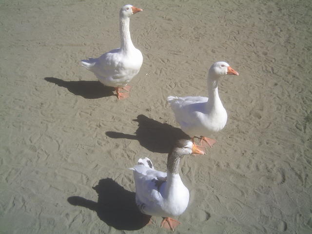 4_geese.jpg