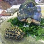 tortoises