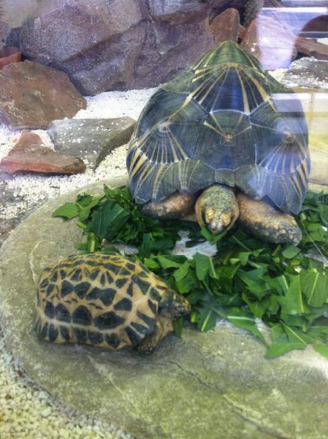 tortoises