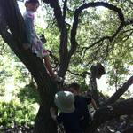 alena_silas_ollie_tree