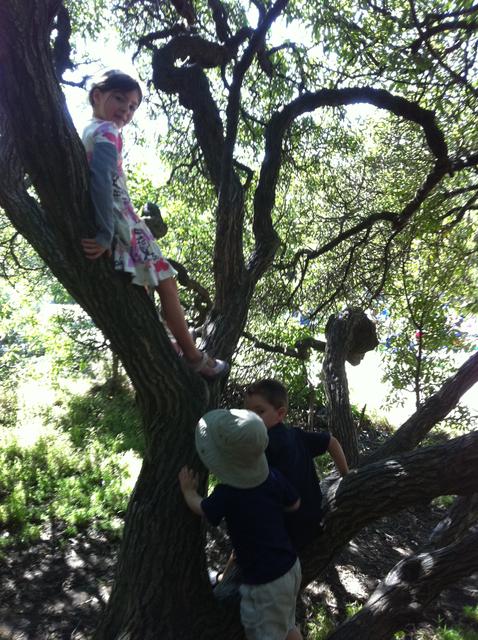 alena_silas_ollie_tree