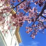 blossom_on_jersey_st