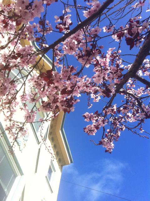blossom_on_jersey_st