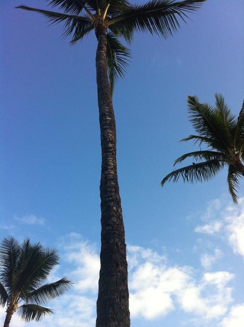 palm