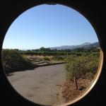 sonoma_vinyard