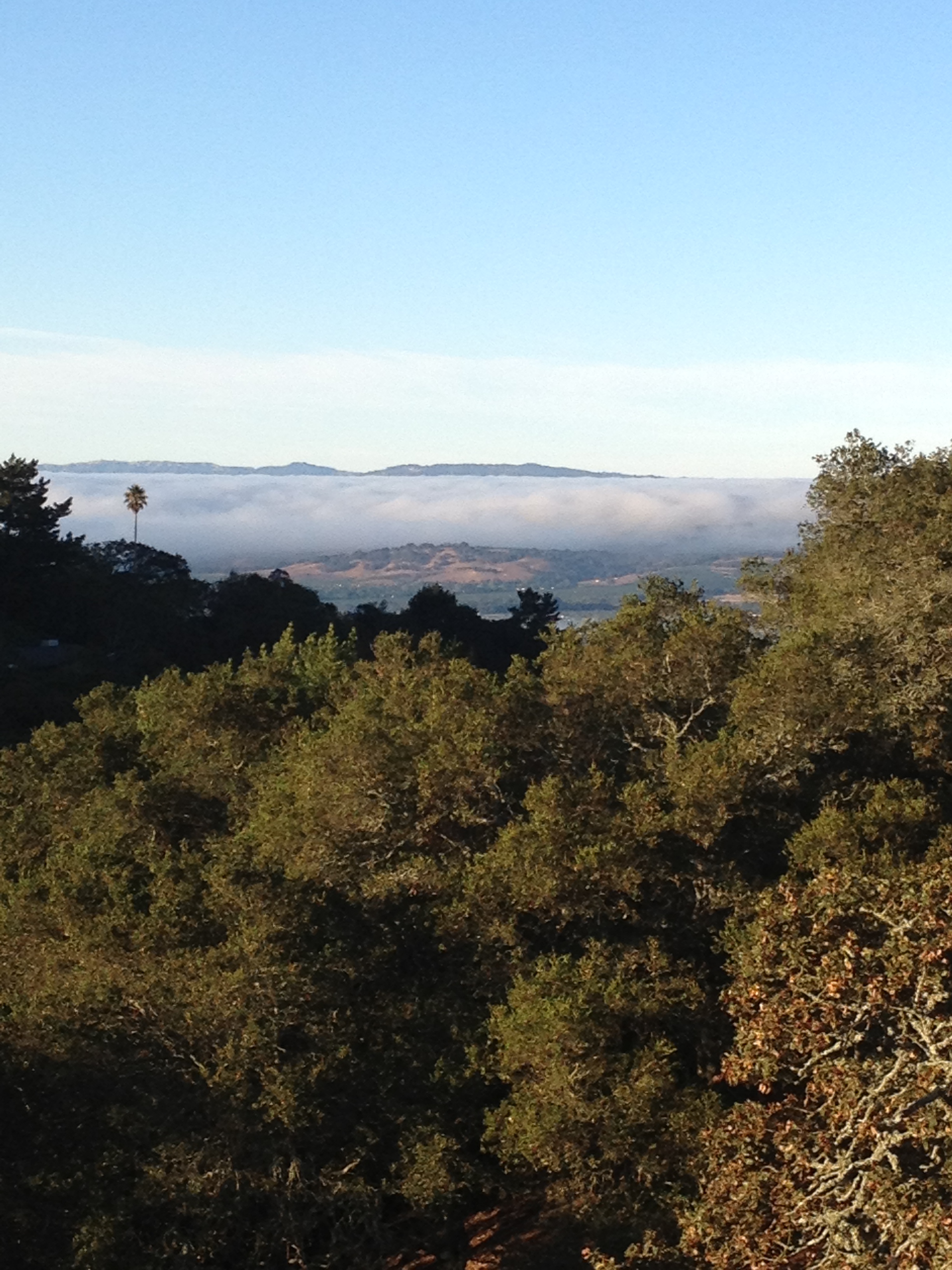 sonoma_fog