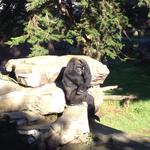 gorilla_zoo