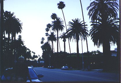 3_palm_trees_dusk.jpg