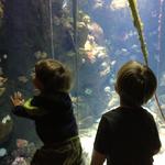 boys_academy_aquarium