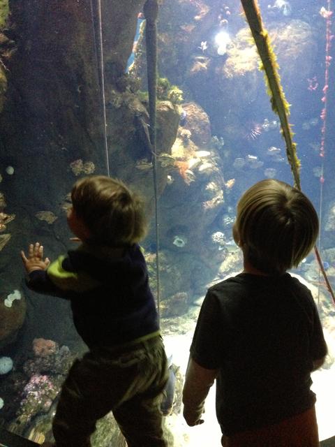 boys_academy_aquarium
