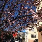 blossom_jersey_st