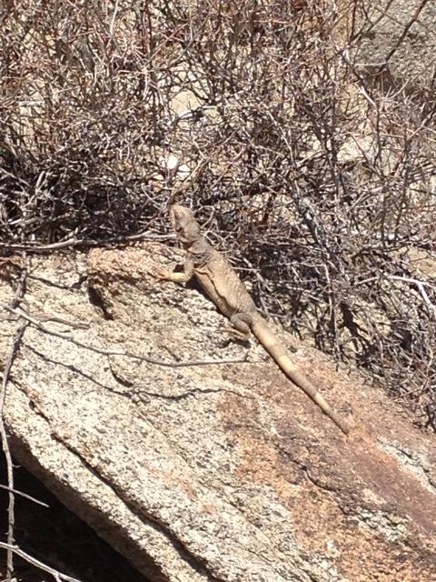 lizard_trail