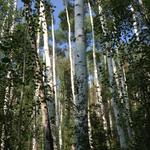 aspens