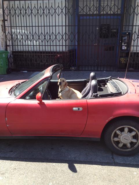 miata_dog