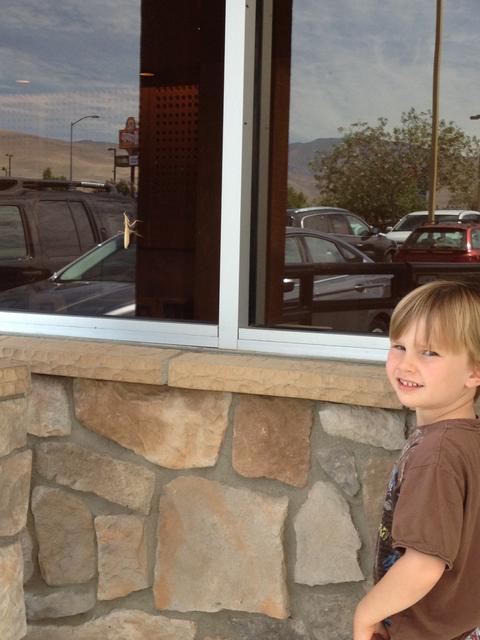 praying_mantis_ollie