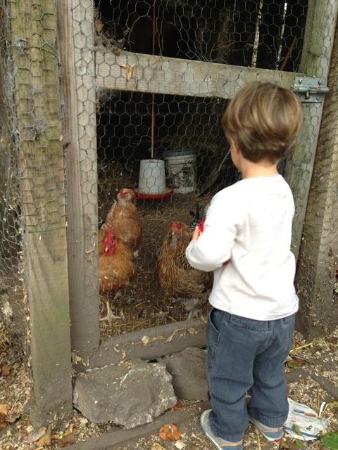 theo_chickens