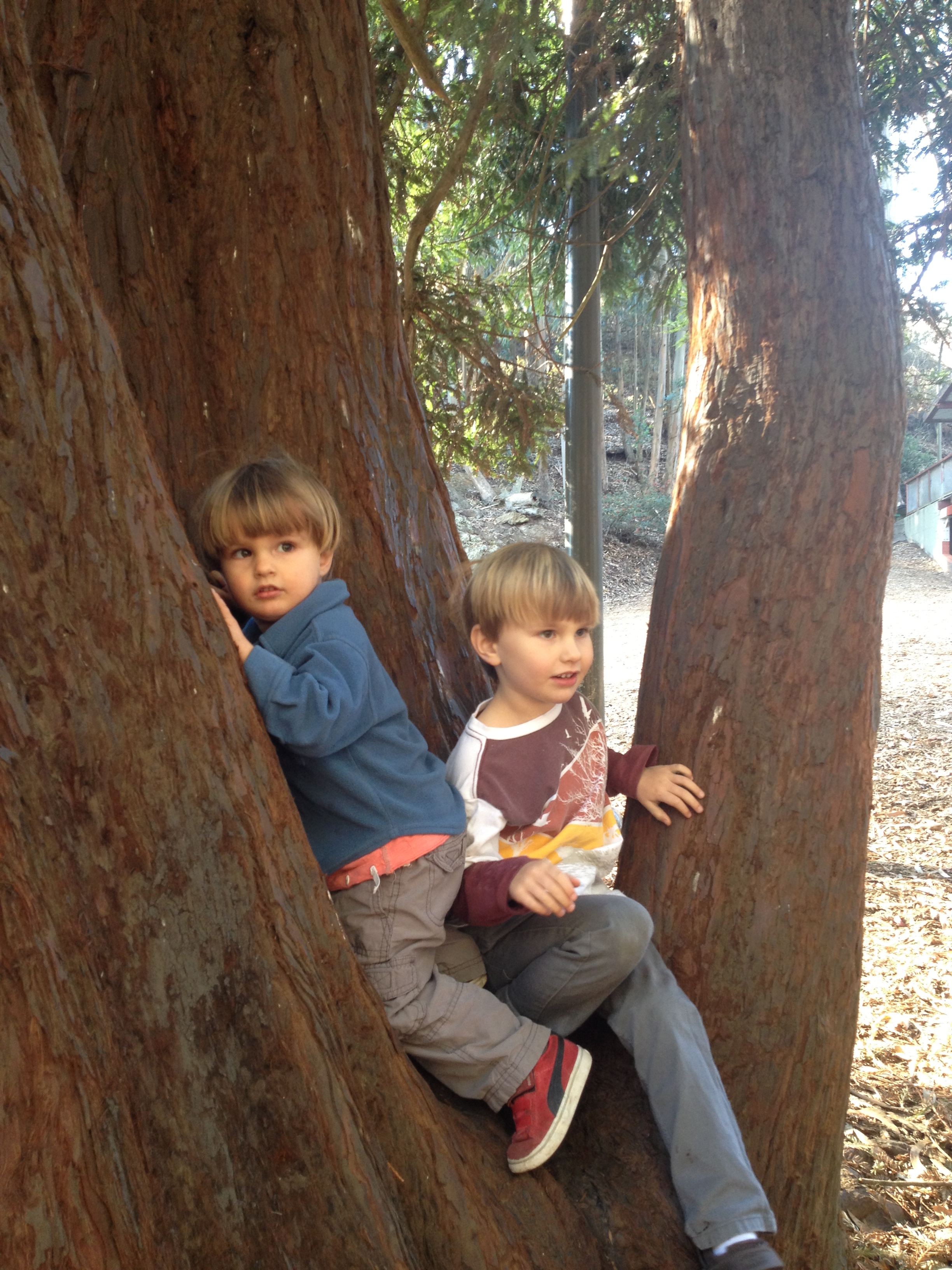 boys_in_tree