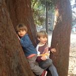 boys_in_tree